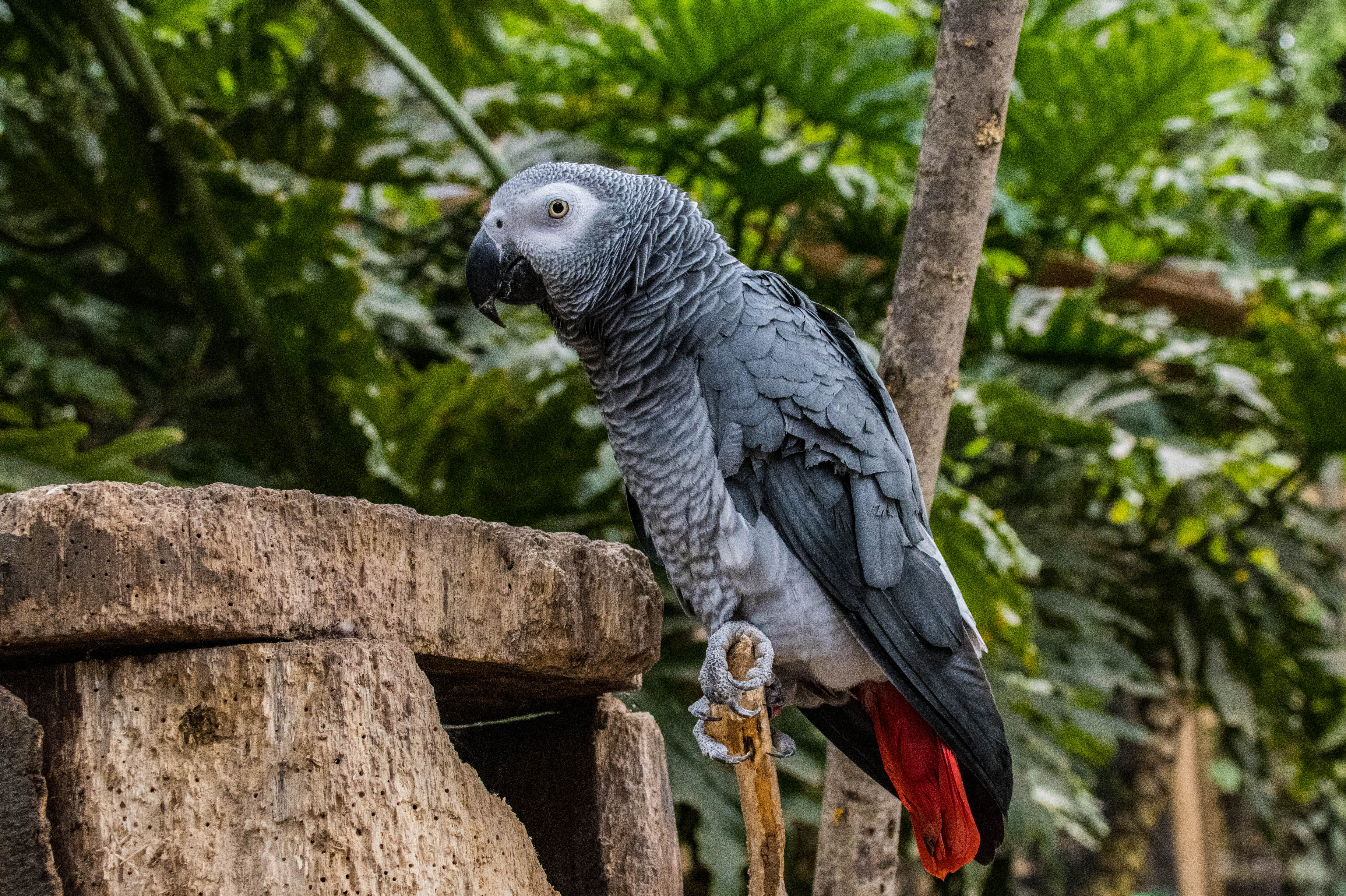 Gris du Gabon-IMG_0098.jpg